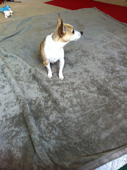 large tan blanket (and dog)